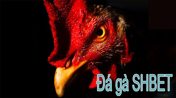 Hiện nay, Sân chọi gà Tomo đã phát triển thành một sân chọi gà hiện đại đạt tiêu chuẩn B8b - B8b