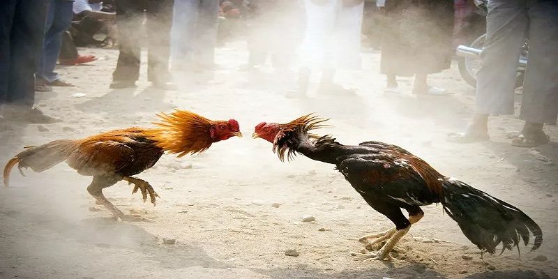 Những lời khuyên quan trọng khi đăng ký tài khoản với Kuvip - Kuvip
